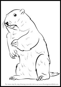 How to Draw a Groundhog