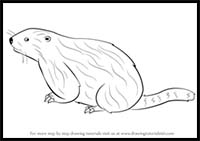 How to Draw a Woodchuck