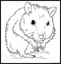 How to Draw a Hamster
