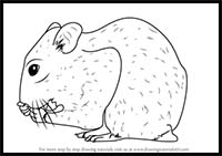 How to Draw a Golden Hamster