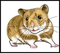 How to Draw a Hamster