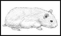 How to Draw a Hamster