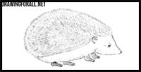 How to Draw a Hedgehog