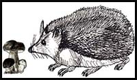 How to Draw a Hedgehog in 5 Steps