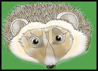 How to Draw a Hedgehog