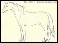 Learn How to Draw a Horse Step by Step