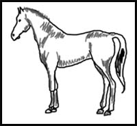 How to Draw a Horse