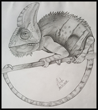 How to Draw Chameleons [Reptile]