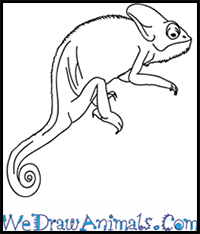How to Draw a Realistic Chameleon