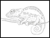 How to Draw a Chameleon with a Pencil