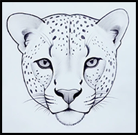 A Cheetah Face Drawing