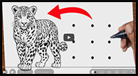 Cheetah Drawing Easy | How to Draw a Cheetah