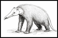 How to Draw an Anteater