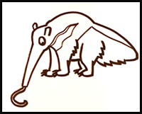 How to Draw an Anteater - Easy Pictures to Draw