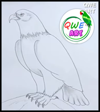 How to Draw a Bald Eagle