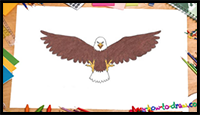 How to Draw a Bald Eagle