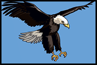 How to Draw a Bald Eagle Step by Step