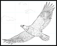 How to Draw a Bald Eagle