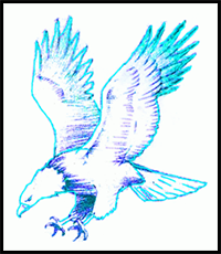 How to Draw a Bald Eagle