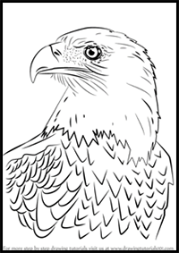 How to Draw Bald Eagle Head