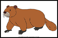 How to Draw a Beaver Step by Step