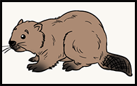 How to Draw a Beaver