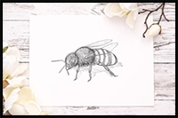 How to Draw a Bee