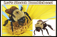 How to Draw Bees