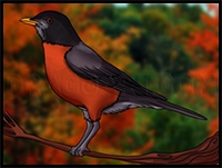 How to Draw a Robin