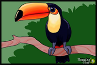 How to Draw a Toucan Step by Step