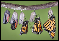 Learn How to Draw a Monarch Butterfly in Five Easy Steps