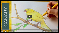 How to Draw a Canary Bird Step by Step