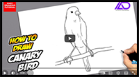 How to Draw Canary Bird