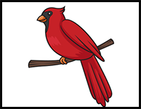 How to Draw a Cardinal – Step by Step Guide