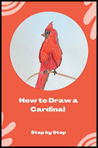 How to Draw a Cardinal Easy Step-By-Step Instructions