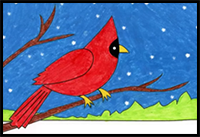 How to Draw a Cardinal