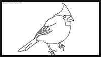 Cardinal Bird