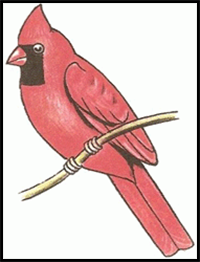 How to Draw a Cardinal