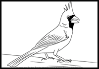 How to Draw a Northern Cardinal