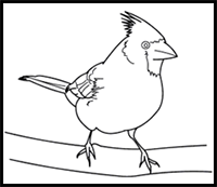How to Draw a Northern Cardinal