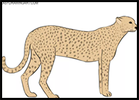 How to Draw a Cheetah