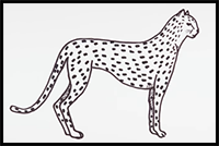 How to Draw a Cheetah Easy | Animals Drawings | Art Tutorial