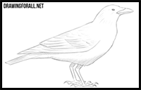 How to Draw a Crow
