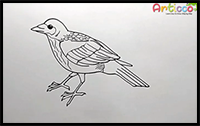 Advanced Drawing a Crow Step by Step