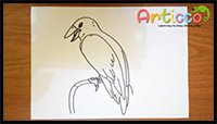 How to Draw a Simple Crow for Beginner