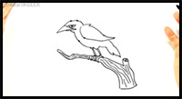 How to Draw a Crow Step by Step | Crow Drawing Lesson