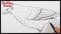 Learn How to Draw a Crow - Real Time Tutorial