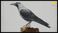 Crow drawing II How to draw Crow II Art JanaG