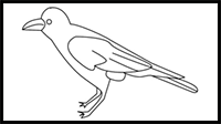 How to Draw a Crow
