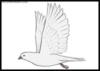 How to Draw a Dove